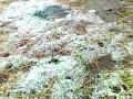 चिखलदरा, खंडुखेड्यात तुफान गारपीट, पिकांना फटका - Marathi News | Chikhaldara, hailstorm in Khandukheda, hitting crops | Latest amravati News at Lokmat.com