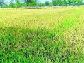 उन्हाळी धान उत्पादनात कमालीची घट - Marathi News | Extreme reduction in summer paddy production | Latest bhandara News at Lokmat.com