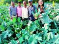 विदेशी भाजी उत्पादकांना भंडारातील शेतीचे आकर्षण - Marathi News | Bhandara's food attraction to foreign vegetable growers | Latest bhandara News at Lokmat.com