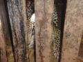 शिंदेगाव येथे बिबट्या पिंजऱ्यात जेरबंद - Marathi News | Leopard in Shindegaon jerbed in a cage | Latest nashik News at Lokmat.com