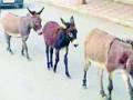 जिल्हाधिकाऱ्यांना मिळाले गाढव वाचविण्याचे आदेश - Marathi News | District Collector ordered to save the donkey | Latest chandrapur News at Lokmat.com