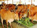 प्राणी सेवाकेंद्र बंद पडणार? - Marathi News | Animal services center to be closed? | Latest chandrapur News at Lokmat.com