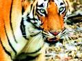 नरभक्षक वाघ आणखी किती बळी घेणार? - Marathi News | How many cannibal tigers to take? | Latest chandrapur News at Lokmat.com