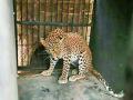 जखमी अवस्थेत आढळला बिबट्याचा बछडा - Marathi News | A leopard calf was found injured | Latest chandrapur News at Lokmat.com