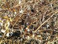 शेतकऱ्याचे पांढरे सोने मातीमोल - Marathi News | Farmer's white gold clay | Latest chandrapur News at Lokmat.com