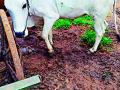 गोठा स्वच्छ ठेवा, आजार टाळा - Marathi News | Keep the barn clean, avoid illness | Latest chandrapur News at Lokmat.com