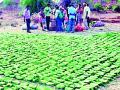 ७३६ ग्रामसभांचे लिलावच नाही - Marathi News | There is no auction of 736 gram sabhas | Latest gadchiroli News at Lokmat.com