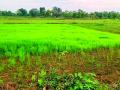 सिंचन सुविधा नसलेल्या शेतकऱ्यांच्या नजरा आकाशाकडे - Marathi News | Farmers who do not have irrigation facilities look at the sky | Latest gadchiroli News at Lokmat.com