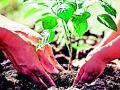 मिनी मंत्रालय करणार सहा लाख वृक्षलागवड - Marathi News | The mini ministry will plant six lakh trees | Latest gadchiroli News at Lokmat.com