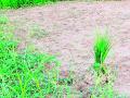 पावसाअभावी रोवण्या बंद - Marathi News | Planting closed due to lack of rain | Latest gondia News at Lokmat.com