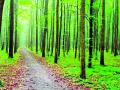 जिल्ह्यातील वनक्षेत्रात होतेय वाढ - Marathi News | There was an increase in forest area in the district | Latest gondia News at Lokmat.com