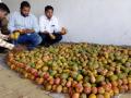 आवक घटल्याने आंब्याचे दर वधारले - Marathi News | The rate of mangoes raise | Latest jalana News at Lokmat.com