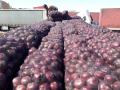 अफगाणस्तिानचा कांदा भारतात दाखल  - Marathi News | Afghan onion arrives in India | Latest nashik News at Lokmat.com