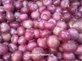कांदा निर्यात बंदीविरोधात पेठ कॉग्रेसचे निवेदन - Marathi News | Statement of Peth Congress against onion export ban | Latest nashik News at Lokmat.com