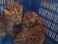 बागलाण तालुक्यात बिबट्याच्या बछड्यांना जीवदान - Marathi News | Lives of the leopard in Baglan taluka | Latest nashik News at Lokmat.com