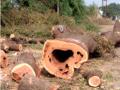 अवैधपणे वृक्ष तोडणाऱ्याचे वाहन जप्त - Marathi News | Vehicle of illegal logger confiscated | Latest nandurbar News at Lokmat.com