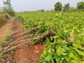 जिल्ह्यात अवकाळी पावसाने द्राक्षबागांचे मोठे नुकसान - Marathi News | Major damage to vineyards due to untimely rains in the district | Latest sangli News at Lokmat.com