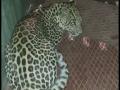 सायखेड्यात बिबट्या जेरबंद - Marathi News | Leopard in the sidewalk | Latest nashik News at Lokmat.com