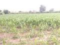 पाऊसाअभावी पिके लागली कोमेजू - Marathi News | Kemazu harvested due to lack of rain | Latest nashik News at Lokmat.com