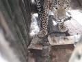 नळवाडी शिवारात बिबट्या जेरबंद - Marathi News | Leopards confiscated in Nalwadi Shivara | Latest nashik News at Lokmat.com