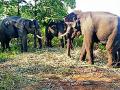 वाघाचे बछडे पकडण्यासाठी चार हत्तींचे बळ - Marathi News | Four Elephant Strength to catch the tiger's calf | Latest yavatmal News at Lokmat.com
