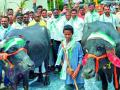 दरवाढीसाठी म्हशीला दुधाने आंघोळ - Marathi News | Bathe milk for buffaloes | Latest yavatmal News at Lokmat.com