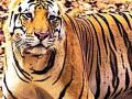 नरभक्षक वाघाची १८ गावांत दहशत - Marathi News | The cannibal tiger in 18 villages panic | Latest yavatmal News at Lokmat.com