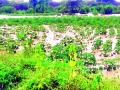 सात तालुक्यांत अतिवृष्टी - Marathi News | Seven talukas highway | Latest yavatmal News at Lokmat.com