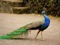 देवपूर परिसरातील मोरांचे अस्तित्व धोक्यात - Marathi News |  Due to the existence of peacocks in the Devpur area | Latest nashik News at Lokmat.com