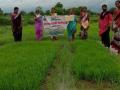 १८ गावांमधील ३० महिलांनी दिली कृषी विकासाला चालना - Marathi News | 30 women from 18 villages gave impetus to agricultural development | Latest chandrapur News at Lokmat.com