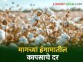 Cotton Bajarbhav : मागच्या हंगामातील कापसाला या हंगामात किती मिळतोय दर? - Marathi News | Cotton rates Bajarbhav maharashtra market yard What is the price of last season's cotton this season? | Latest agriculture News at Lokmat.com