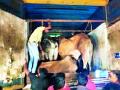 गोवंश वाहून नेणारा कंटेनर पकडला - Marathi News | Caught a container carrying cattle | Latest amravati News at Lokmat.com