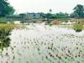कालव्यातील पाणी गळतीने वैरण सडले - Marathi News | The water in the canal leaked and the fodder rotted | Latest bhandara News at Lokmat.com