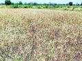 अवकाळी पावसाने रबी उत्पादनात घट - Marathi News | Rabi production declines due to pre-monsoon rains | Latest bhandara News at Lokmat.com