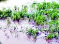 पुराने धान पिकांचे नुकसान - Marathi News | Damage to old paddy crops | Latest bhandara News at Lokmat.com