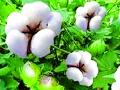 जमिनीच्या पोतानुसार कापूस बियाणे निवडा - Marathi News | Choose cotton seeds according to soil foil | Latest chandrapur News at Lokmat.com