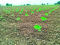 आता ‘पुष्य’ नक्षत्राकडे शेतकऱ्यांच्या नजरा - Marathi News | Now the eyes of farmers on 'Pushya' nakshatra | Latest chandrapur News at Lokmat.com