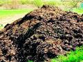 शेणखताच्या दरात यावर्षी वाढ - Marathi News | This year the increase in the cost of the piggery increased | Latest chandrapur News at Lokmat.com