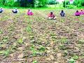 सततच्या पावसानंतर आता शेतीच्या निंदण खर्चात वाढ - Marathi News | After the continuous rains, now the weeding costs of the farm increased | Latest chandrapur News at Lokmat.com