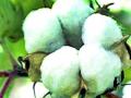 कापूस उत्पादक शेतकऱ्यांना आरसीएमचा भुर्दंड - Marathi News | RCM's backing to cotton growers | Latest chandrapur News at Lokmat.com