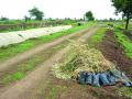 शासनाच्या वृक्षारोपण मोहिमेला ग्रामपंचायतींचा हरताळ! - Marathi News | Fiasco of Government plantation campaign in rural area | Latest akola News at Lokmat.com