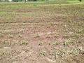 पावसाअभावी करपला मका - Marathi News | Crop corners due to rain | Latest nashik News at Lokmat.com