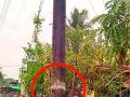 अर्धवट तुटलेला वीज खांब धोकादायक - Marathi News | Partially damaged power pole is dangerous | Latest gadchiroli News at Lokmat.com