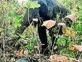 आलापल्लीच्या जंगलात विजय हत्तीचा धुमाकूळ - Marathi News | The beat of elephant in the forest of Alapalli | Latest gadchiroli News at Lokmat.com