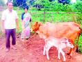 गायी व म्हशी फक्त कालवडींनाच जन्म देणार - Marathi News | Cows and buffaloes will give birth only to calves | Latest gondia News at Lokmat.com