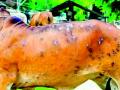 जिल्ह्यात एकाच गावातील 62 जनावरे लम्पीने आजारी - Marathi News | In the district, 62 animals from one village are sick with lumpy | Latest gondia News at Lokmat.com