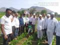 मक्यावर लष्करी अळीचा प्रादुर्भाव - Marathi News | Occurrence of military creeps on the field | Latest nashik News at Lokmat.com