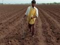जिल्ह्याच्या २० टक्के क्षेत्रात खरीप पेरण्या पूर्ण - Marathi News | Kharif sowing completed in 20% area of the district | Latest nandurbar News at Lokmat.com