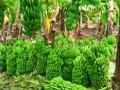 केळी दराबाबत व्यापाऱ्यांच्या मनमानीमुळे शेतकऱ्यांचे नुकसान - Marathi News | Credit plan of Rs 1,500 crore | Latest nandurbar News at Lokmat.com