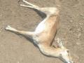 हरीण आढळले मृत अवस्थेत - Marathi News |  Deer found dead | Latest jalgaon News at Lokmat.com